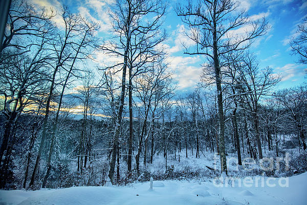 Renata Natale - Sunrise Sky in the Woods January