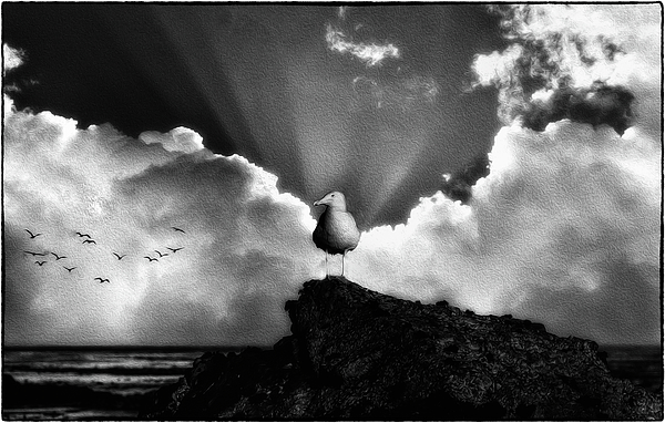 Seagull Art