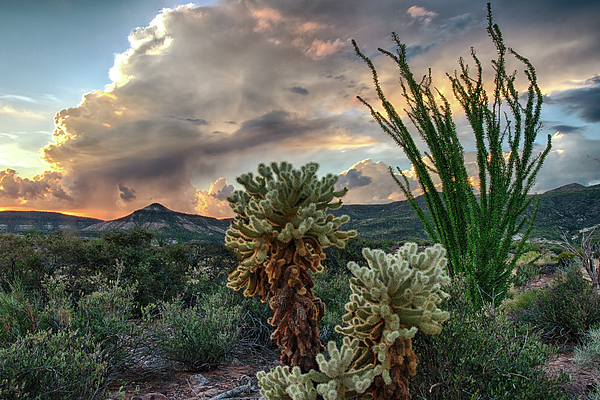 Dave Dilli - Sunset Over Cholla and Ocotillo