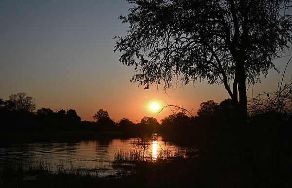 Sheri Fresonke Harper - Sunset Over the Okavanga Delta with a Tree Silhouette in Botswana