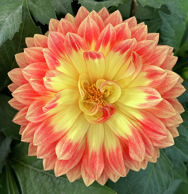 Scott White - Sunset Flower