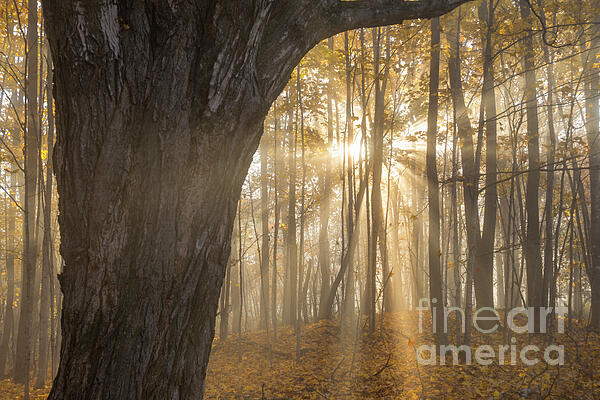 Alana Ranney - Autumn Forest Sunbeams