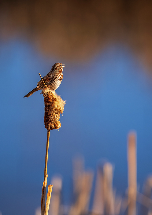 Christopher Johnson - Sunsoaked Song Sparrow