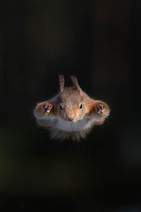 Wildlife Art