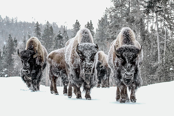 Winter Art