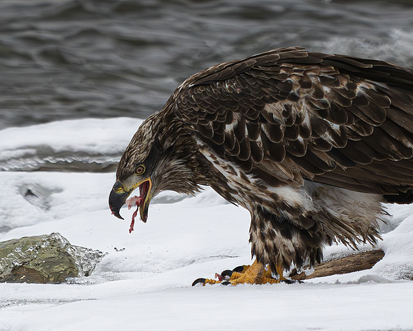 Eagle Art