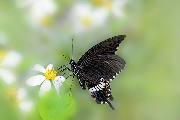 Alinna Lee - Swallowtail Butterfly #1