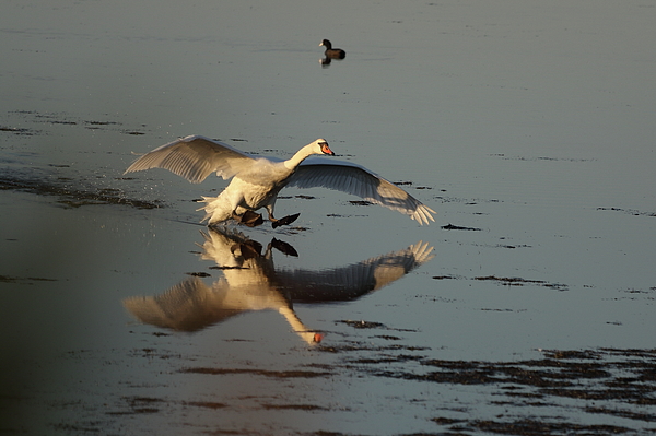 Eric BRENAC - Swan landing with reflection
