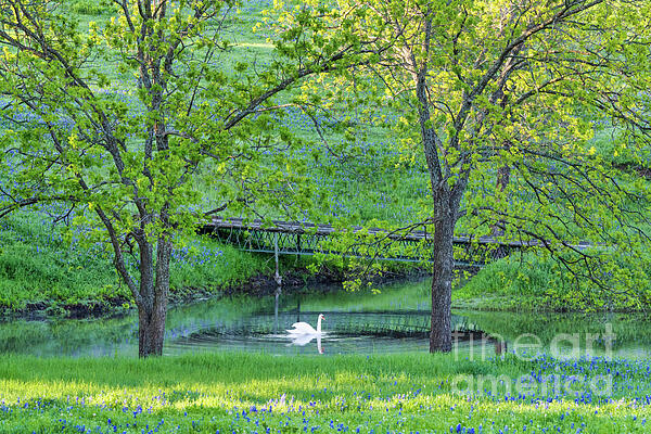 Bee Creek Photography - Tod and Cynthia - Swan with Bluebonnet Landscape