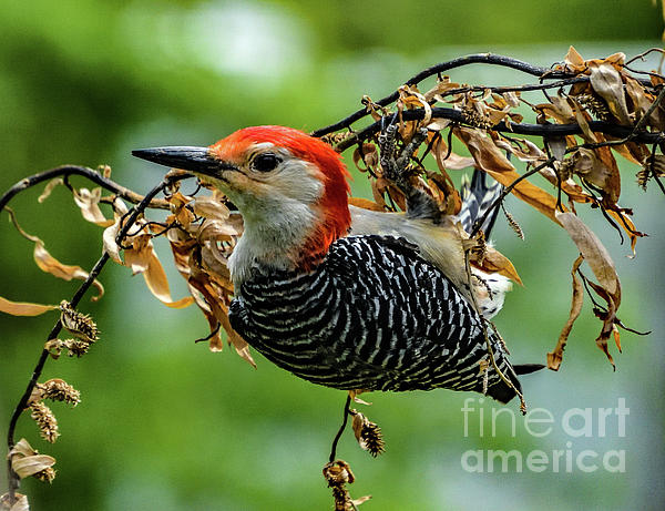 Cindy Treger - Swaying Male Red-bellied Woodpecker