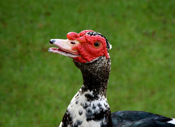 Richard Bryce and Family - Sweet Muscovy Duck