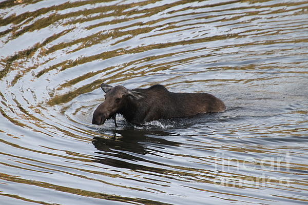 Saving Memories By Making Memories - Swimming Moose