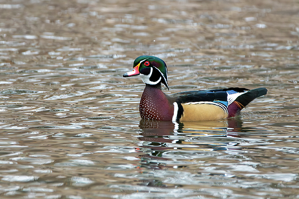 Candice Lowther - Swimming Wood Duck