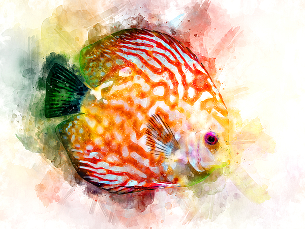 Symphysodon Discus Fish watercolor - wb2 Sticker by SP JE Art - Pixels