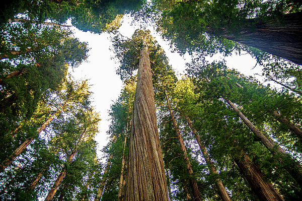 Dianne Milliard - Tallest Trees In The World