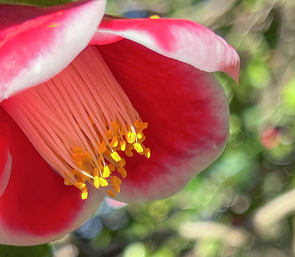 Matthew Bamberg -  Tama-no-Ura Camellia Flower