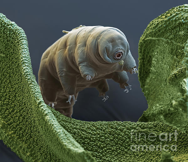tardigrade size