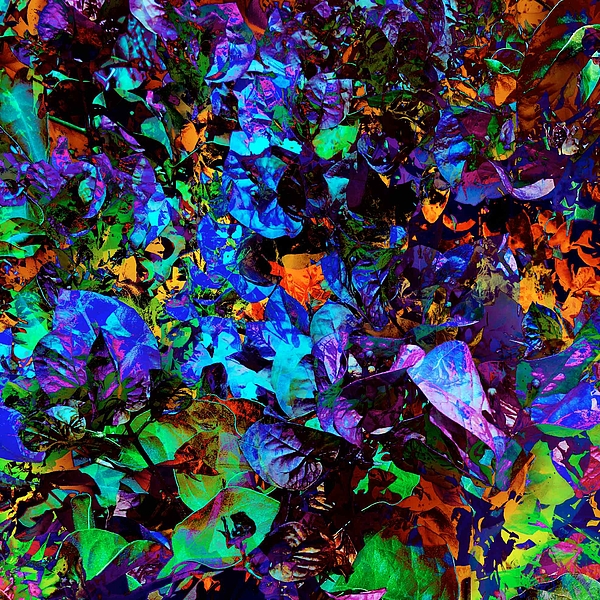Pattern Photographs