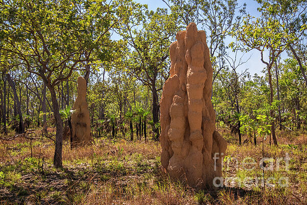 Werner Padarin - Termite Mounds