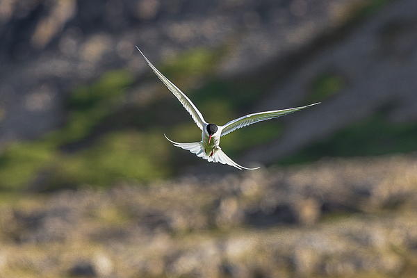 Garth Steger - Tern in the Wind