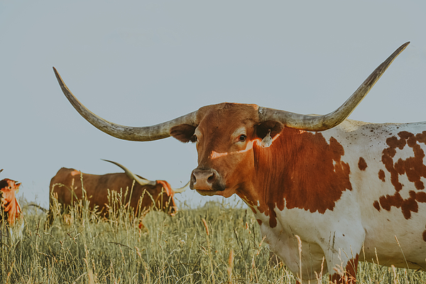 Texas Longhorn Cow Jigsaw Puzzle by Riley Bradford - Pixels