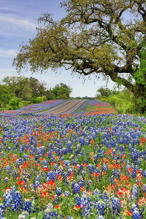 Bee Creek Photography - Tod and Cynthia - Texas Roadside Colors Vertical