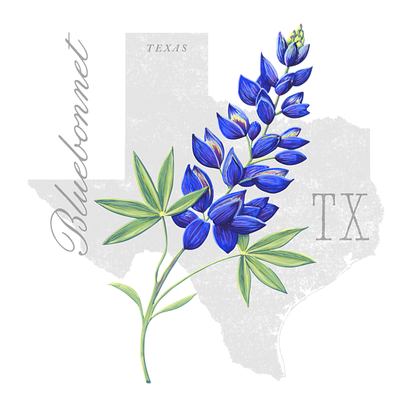 Texas State Flower Bluebonnet Art by Jen Montgomery Sticker by Jen ...