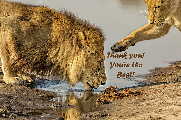 Kay Brewer - Thank You Card - Lions