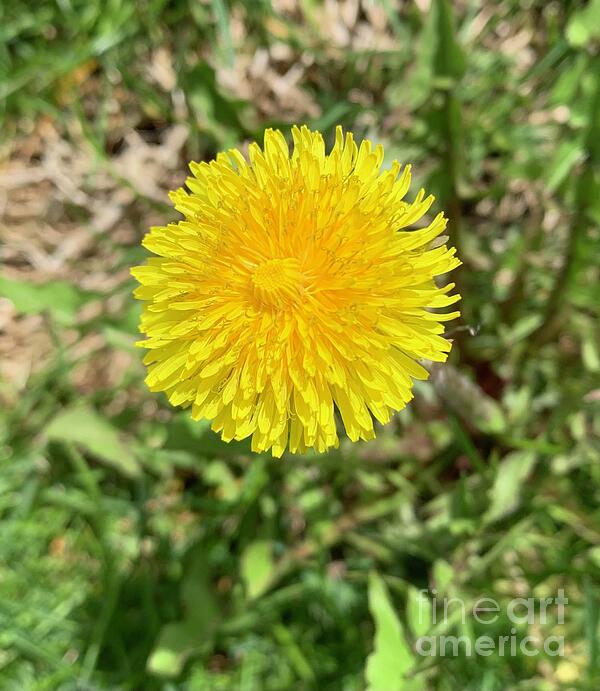 Spring Photographs