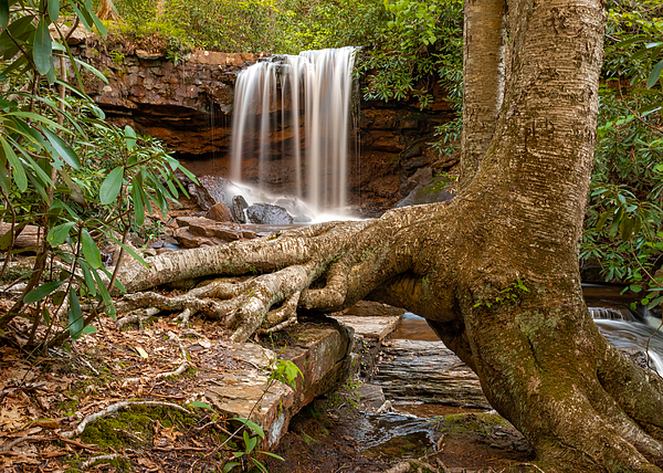 Holly April Harris - The Arched Tree at Cole Run Falls