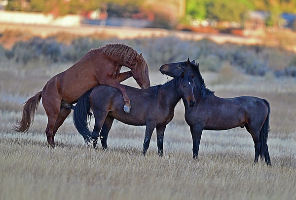 The awesome threesome horse sex iPhone Case by Amazing Action  