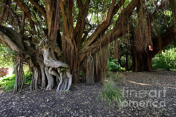 San Francisco Trees