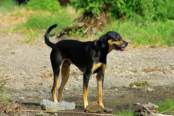 https://images.fineartamerica.com/images/artworkimages/medium/3/the-beauceron-dog-beauce-sheepdog-soraya-dapuzzo.jpg