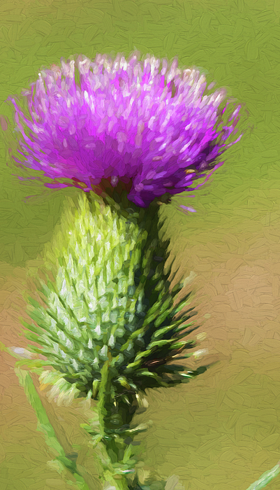 Kathy Clark - The Beauty of a Thistle 