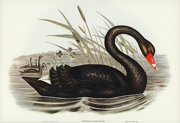Diane Hocker - The Black Swan of Australia