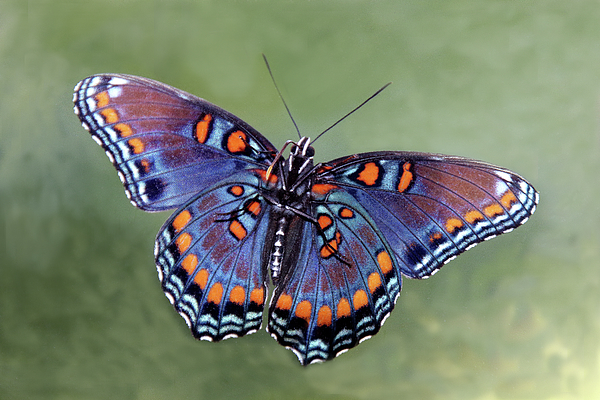 Linda Goodman - The Butterfly Underside