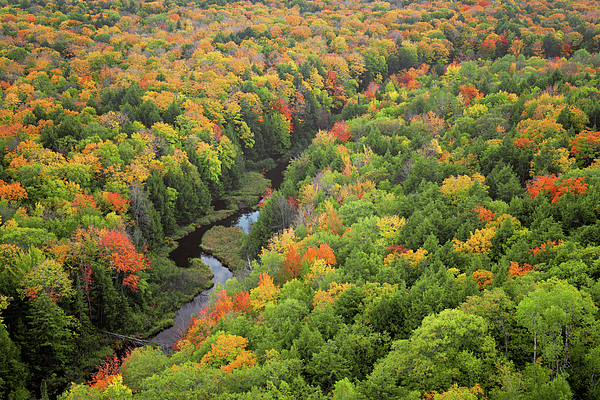 Larry Geddis - The Carp River flows through the autumn changing colors of the Ottawa National Forest.