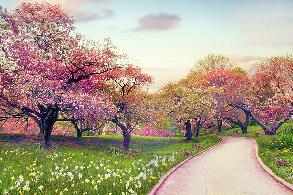 Jessica Jenney - The Cherry Blossom Path