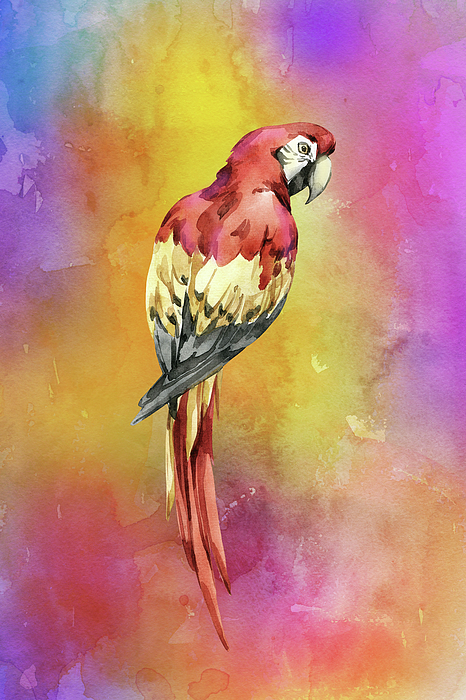 Johanna Hurmerinta - The Colorful Parrot On A Sunny Day
