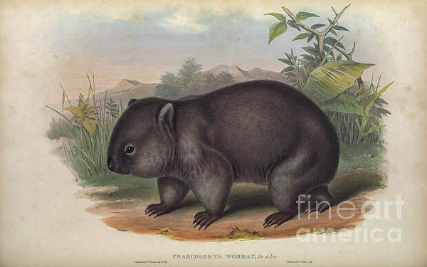 Animal Art
