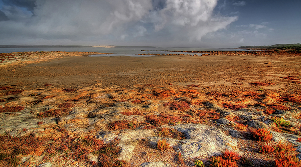 Bette Devine - The Coorong