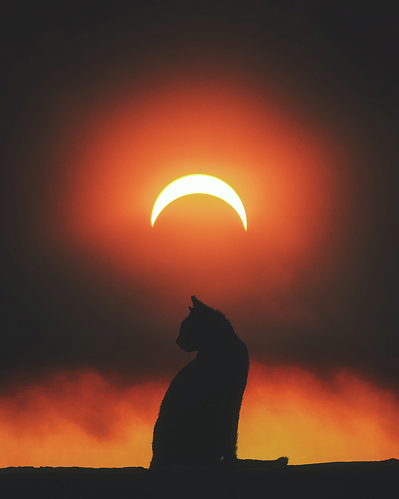 Avik Paul - The Eclipse.
