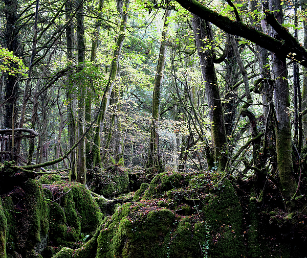 Barbara Garratt - The Enchanted Forest - Puzzlewood, UK