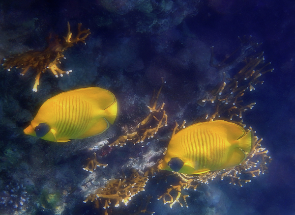 Johanna Hurmerinta - The Exotic Red Sea Masked Butterflyfish 