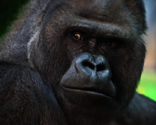 Powerful Dominant Male Gorilla Sits On A Background Of Stones An Throw  Pillow by Michael Semenov - Pixels Merch