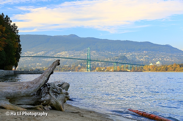 Driftwood On Stanley Park Beach Photography Art