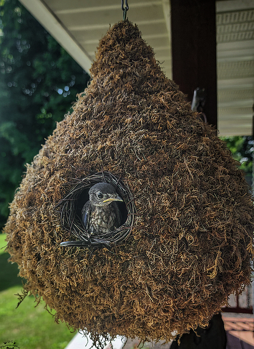 Natural Art