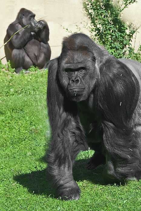 Powerful Dominant Male Gorilla Sits On A Background Of Stones An Throw  Pillow by Michael Semenov - Pixels Merch