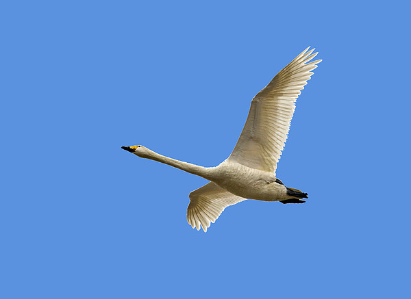Jouko Lehto - The great and bold fly. Whooper swan transparent