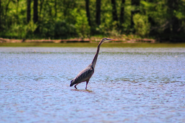 Gregory A Mitchell Photography - The Great Blue Heron 